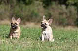 BOULEDOGUE FRANCAIS 630